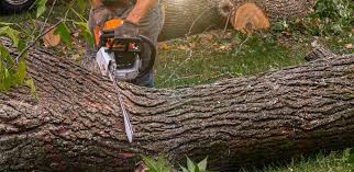 Trusted Watkins Glen, NY Tree Removal Services Experts