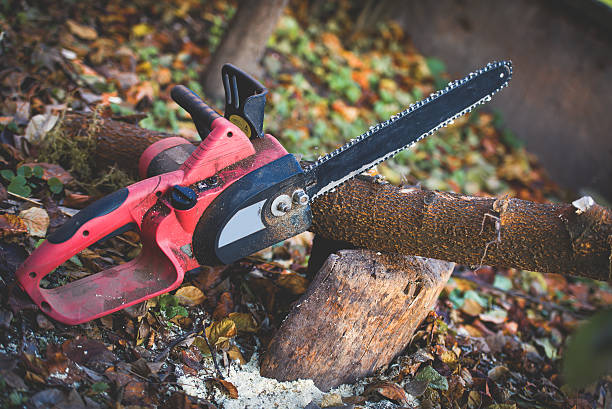 How Our Tree Care Process Works  in  Watkins Glen, NY